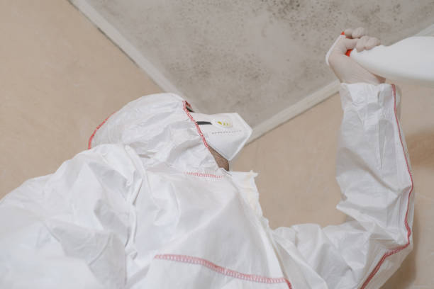 Professional Mold Remediation in Leadville, CO