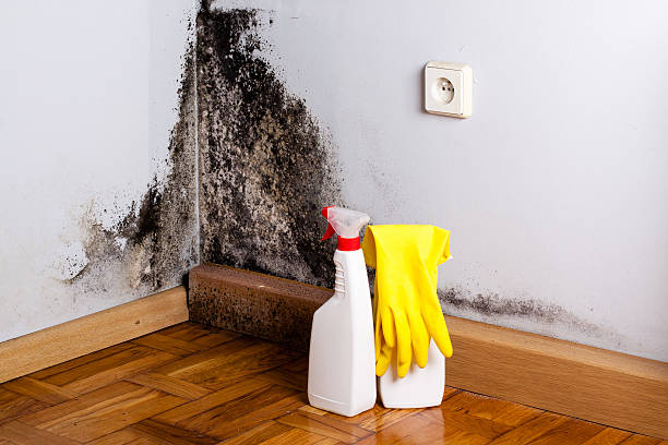 Best Residential Mold Remediation in Leadville, CO